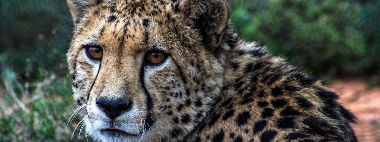 Kenya safari ambassador tribute Honey the cheetah Masai Mara Kichwa Tembo 2007 in memoriam