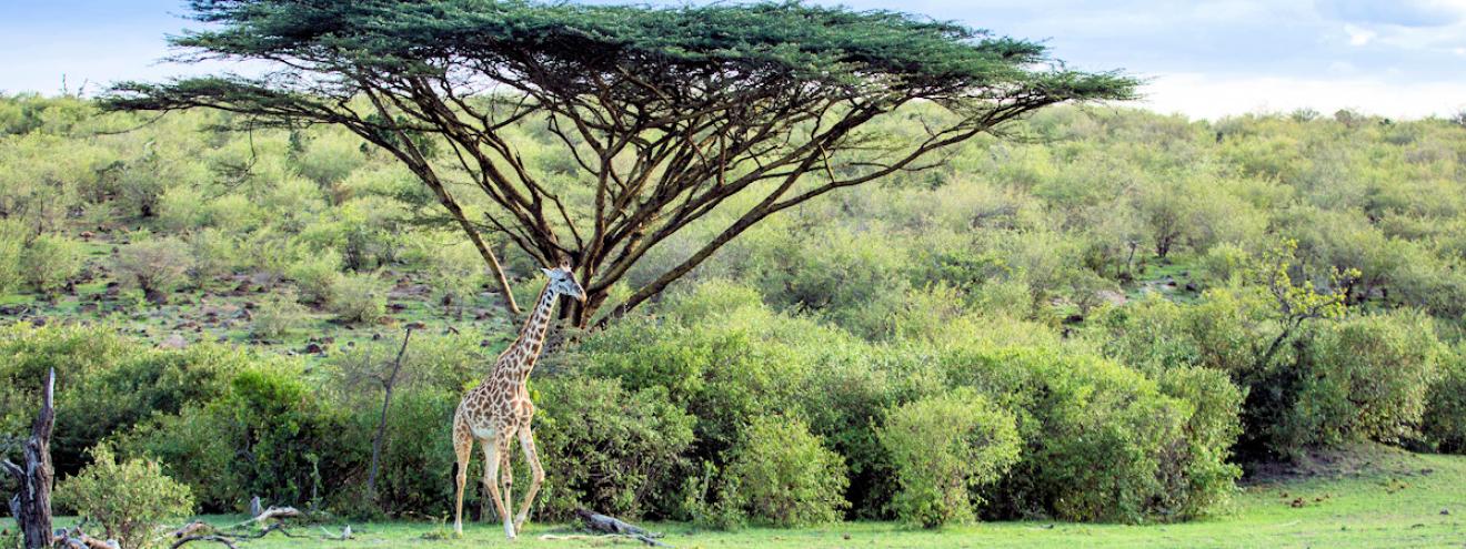 Kenya travel bucket list Maasai Mara Great Migration Amboseli Kilimanjaro Diani Beach Lamu Samburu