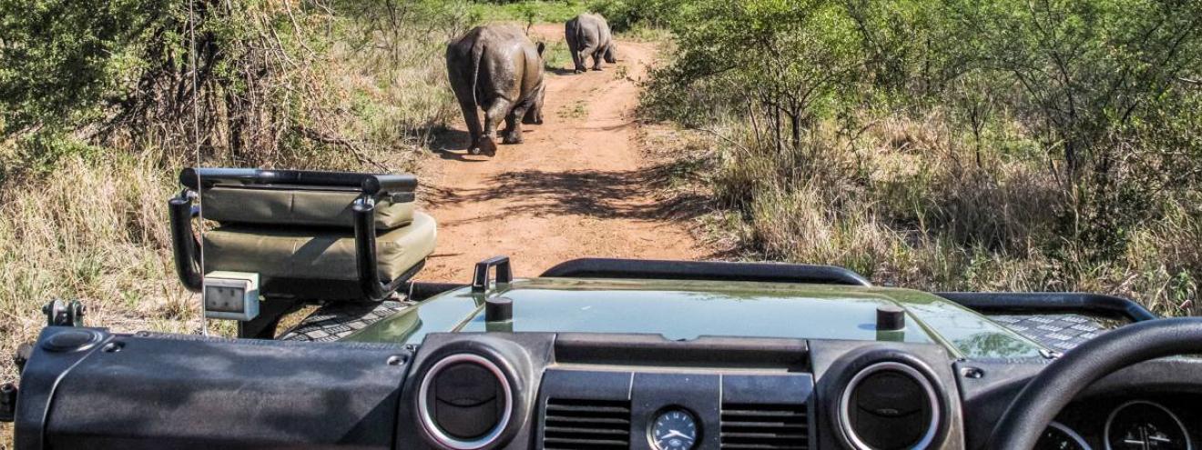 Blog and travel posts in the Kruger National Park