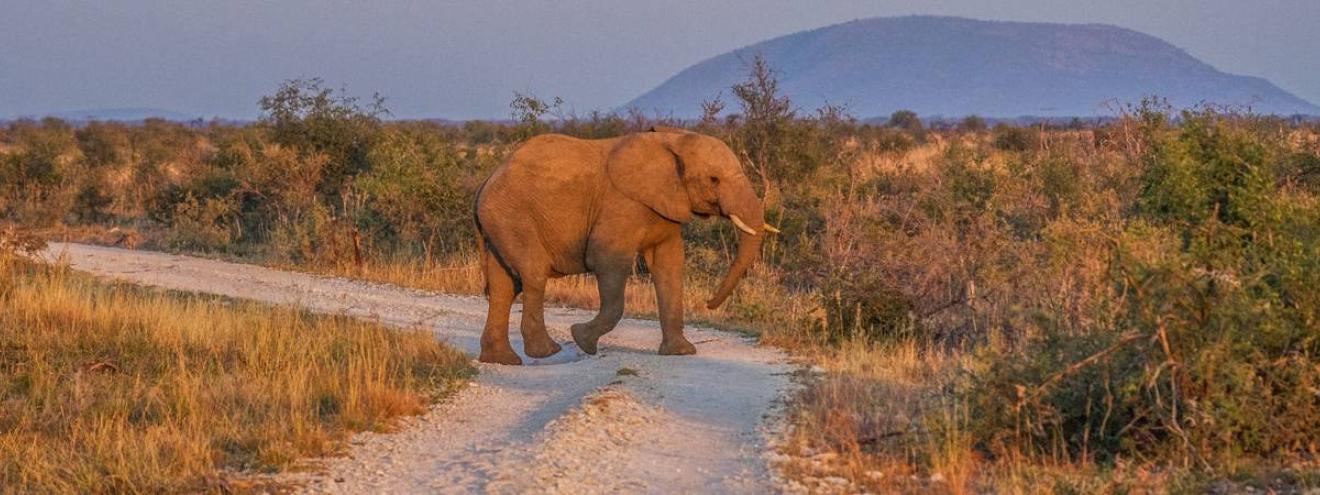 Blog and travel posts in the Madikwe Game Reserve