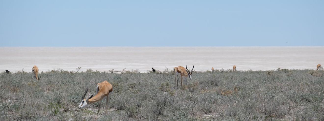 10 reasons to visit Etosha National Park Namibia Big Five salt pan waterholes self-drive stargazing