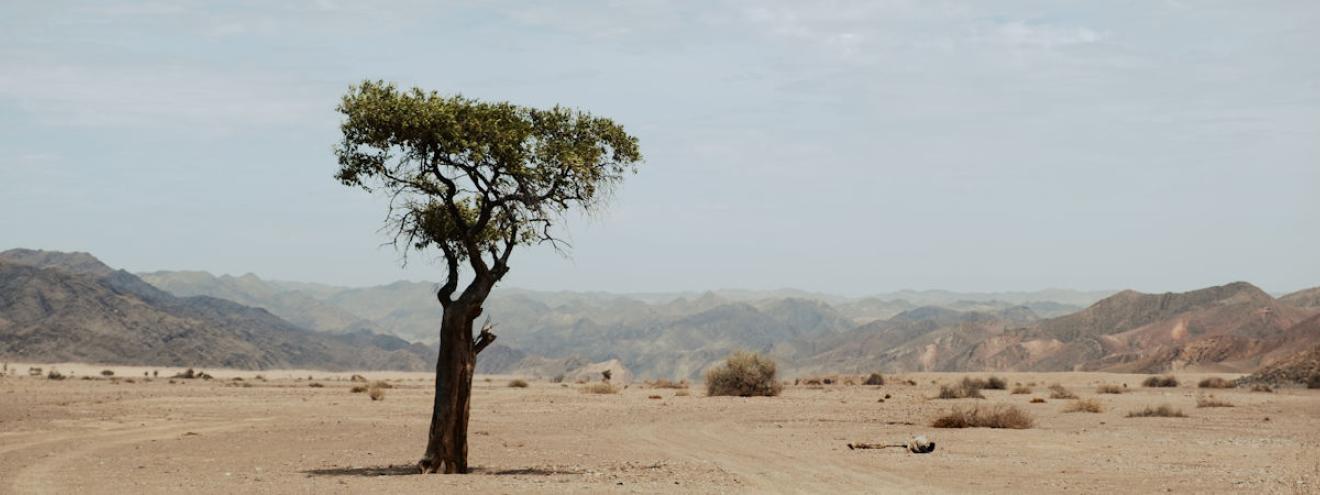 10 reasons to visit Namib Desert Sossusvlei dunes Deadvlei Kolmanskop NamibRand Skeleton Coast wildlife