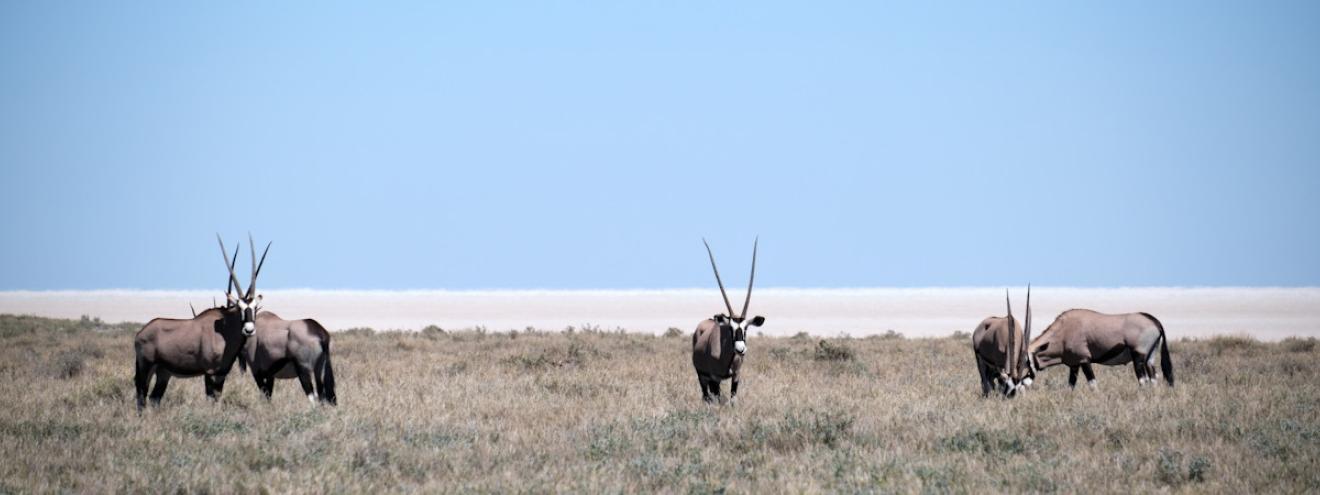 Best places to go in Namibia Sossusvlei Etosha Fish River Canyon Skeleton Coast Kolmanskop top 10