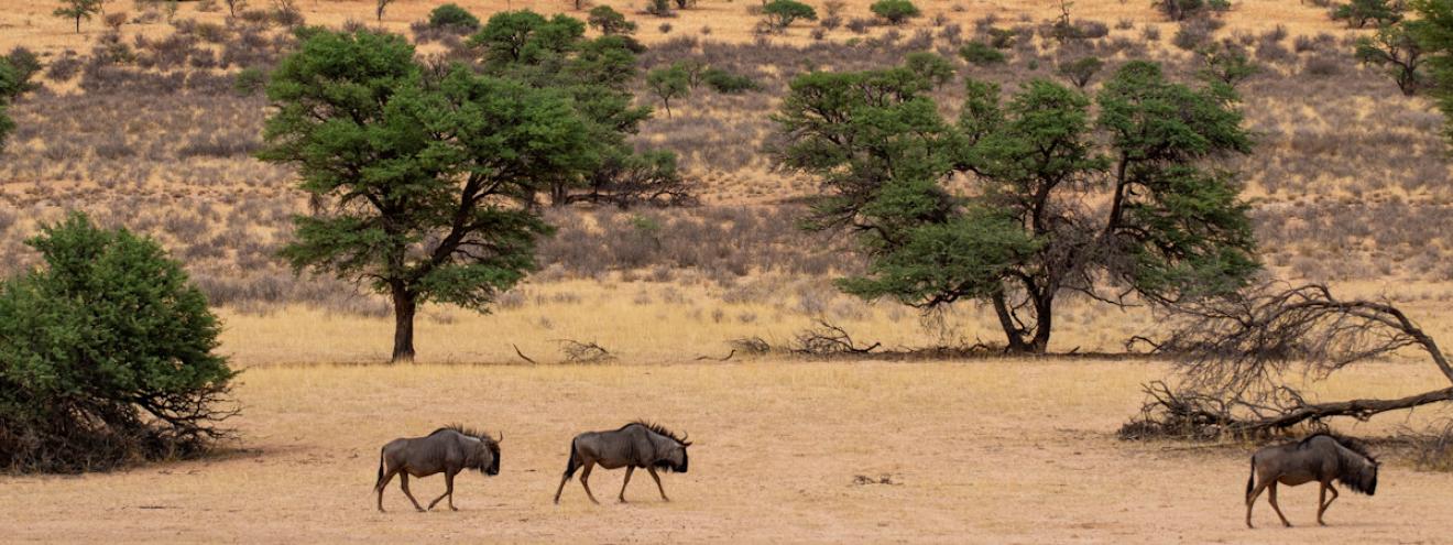 Blog and travel posts in the Northern Cape region