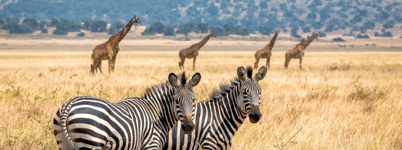 Best Rwanda safari itinerary Kigali Akagera gorilla trekking Nyungwe chimps Lake Kivu Volcanoes