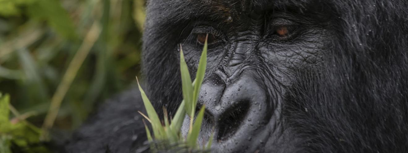 Perfect Rwanda honeymoon safari gorilla trekking Volcanoes Nyungwe Akagera Lake Kivu romantic luxury