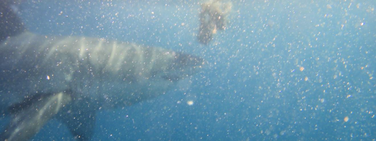 Shark cage diving Cape Town Gansbaai great white shark Shark Diving Unlimited chumming conservation debate