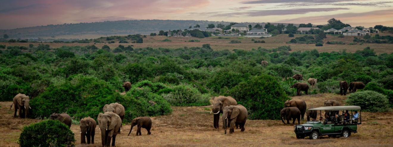 Elephants crossing malaria-free bushveld on a Big Five safari at one of the best lodges in the Eastern Cape