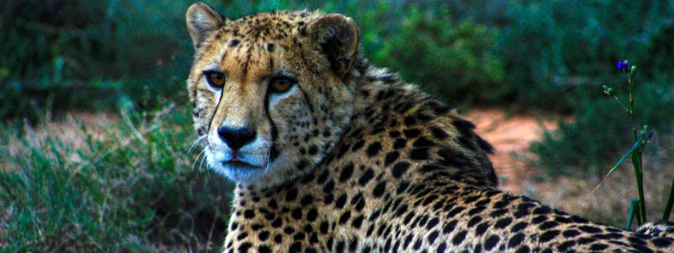 Death of a Cheetah Bellini Samara Private Game Reserve Karoo Graaff Reinet cheetah conservation 2013