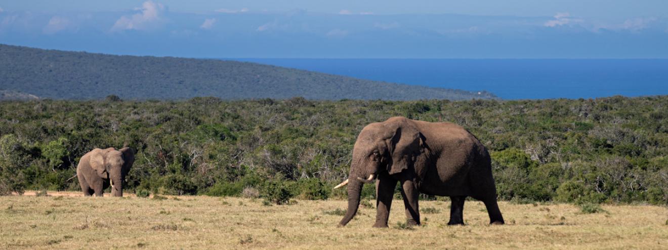 Eastern Cape travel bucket list Addo elephants Wild Coast Tsitsikamma Jeffrey's Bay Karoo Grahamstown