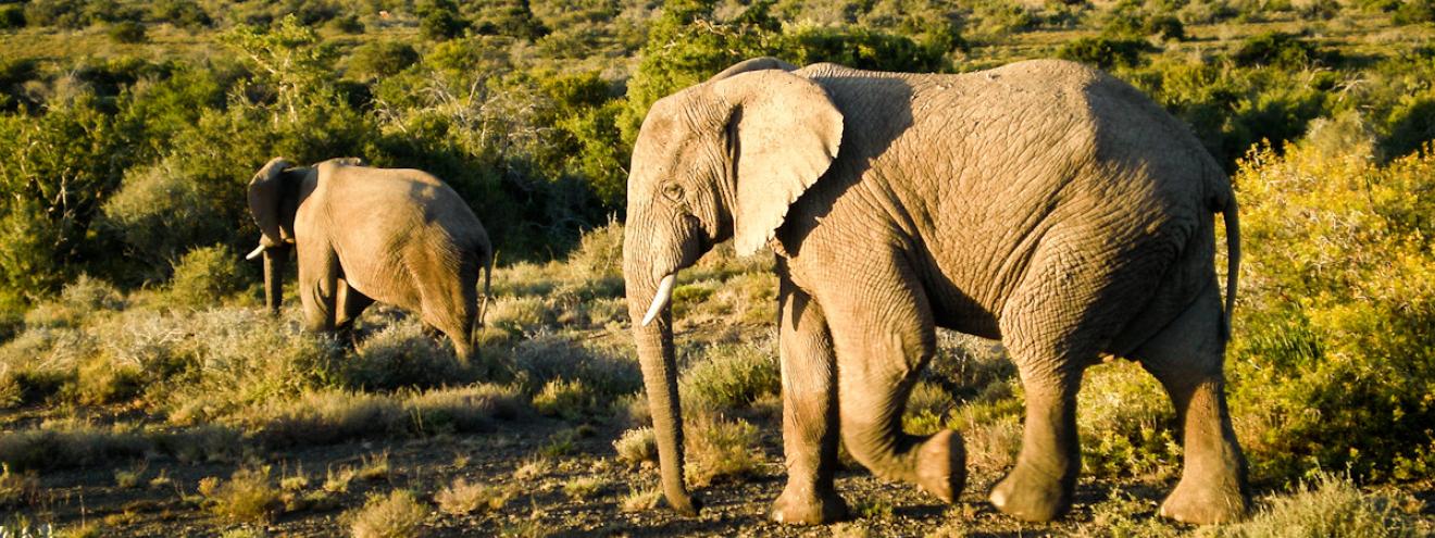 Kwandwe Game Reserve Review Eastern Cape 22000 hectares Big Five Relais Chateaux 4 lodges malaria-free