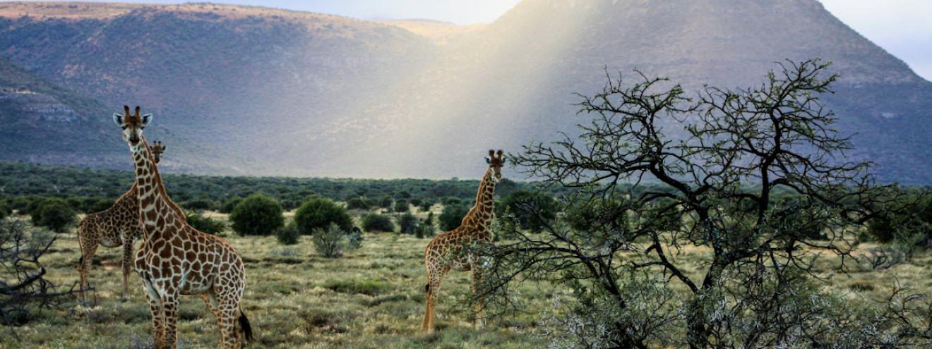 Samara Game Reserve Review Karoo Graaff Reinet 70000 acres cheetah reintroduction Camdeboo plains Karoo Lodge