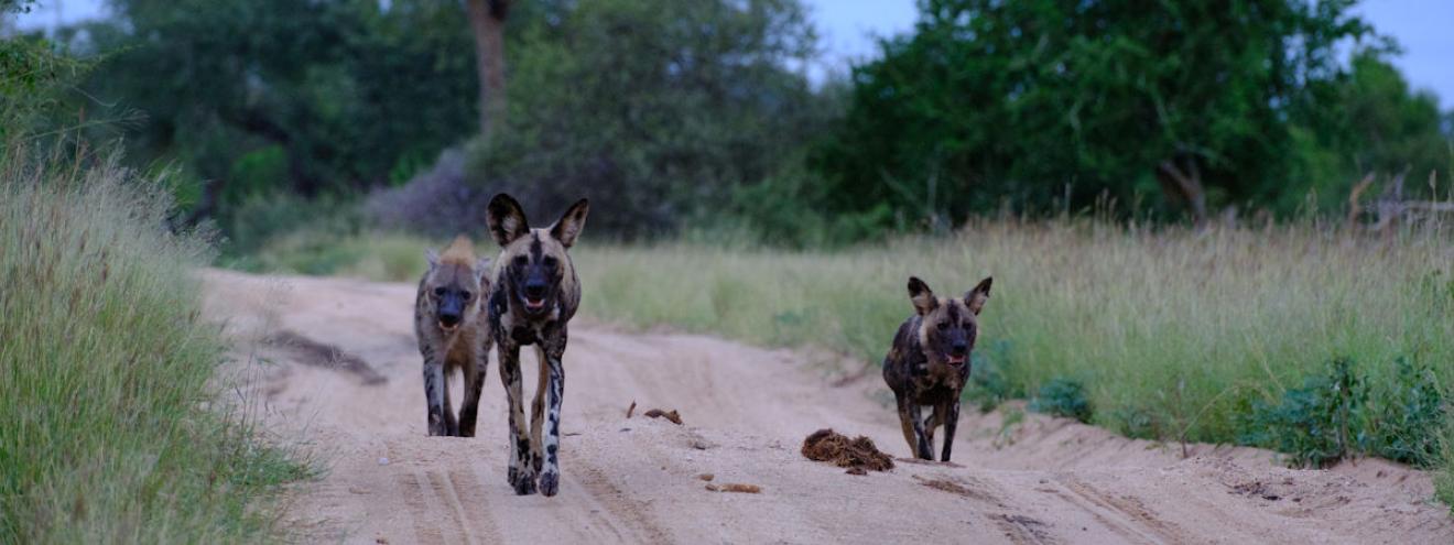 Kruger game reserves Sabi Sands Timbavati Klaserie MalaMala Manyeleti Balule Thornybush Kapama safari