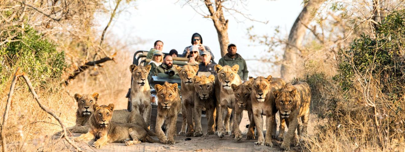 Top 12 luxury lodges Kruger National Park Lion Sands Royal Malewane Singita Boulders Sabi Sabi Big Five