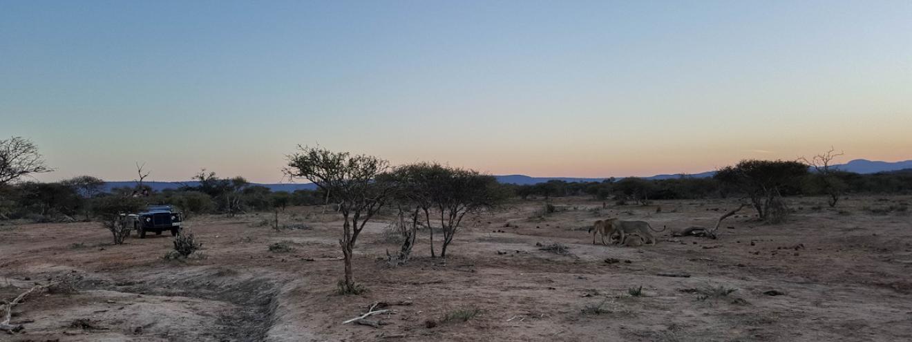 5 best lodges Madikwe Game Reserve Tuningi Madikwe Hills Motswiri Jamala Rhulani malaria-free