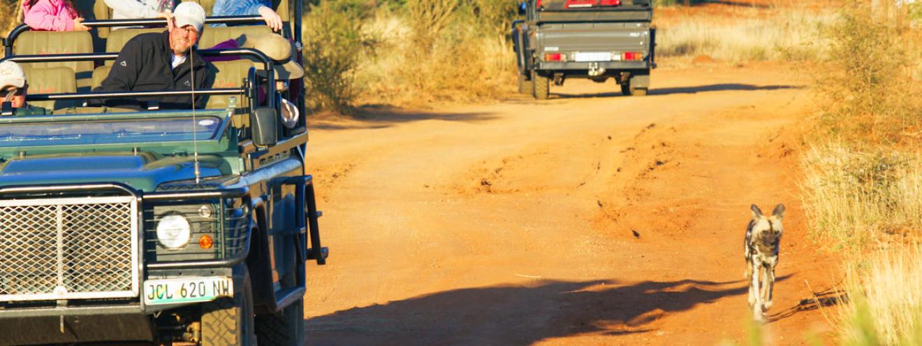 Best Madikwe Game Reserve safari itinerary malaria-free Big Five wild dogs morning game drive North West