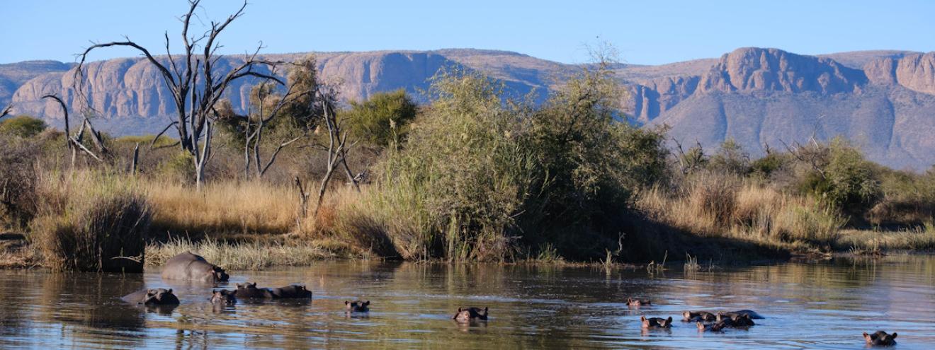 Reasons to visit Marakele National Park Waterberg Big Five Cape vultures malaria-free 2088m South Africa