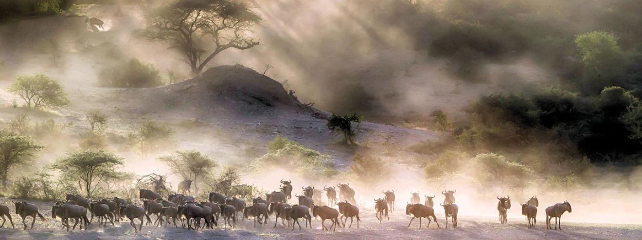 Best Serengeti lodges top 5 luxury safari Singita Faru Faru Sayari Klein's Olakira Sanctuary Kichakani