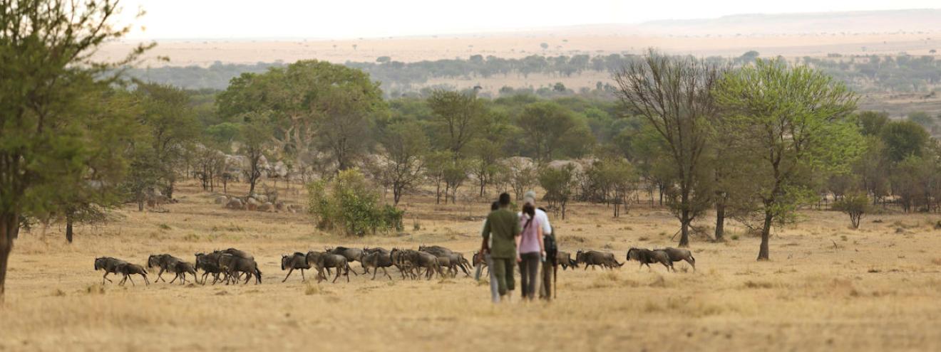Ultimate guide Serengeti safari Great Migration northern southern eastern western regions camps itinerary