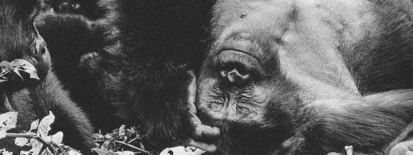 Mubare gorilla family Bwindi Impenetrable Forest Uganda first habituated group 1993 Ruhondeza silverback