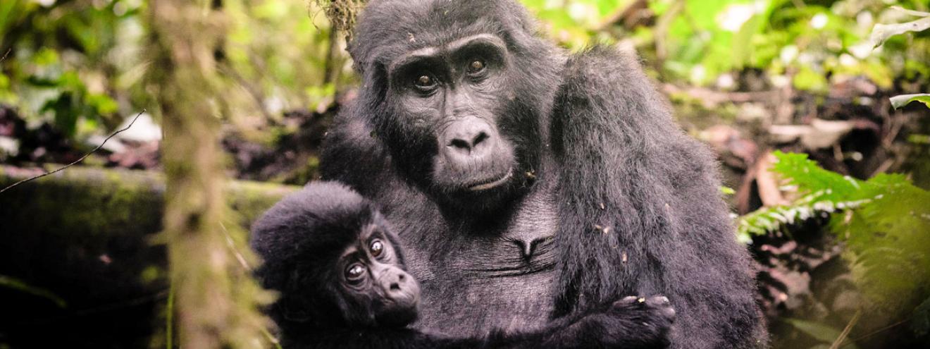 Uganda travel bucket list gorilla trekking Bwindi Queen Elizabeth Kibale Murchison Falls Jinja Kidepo
