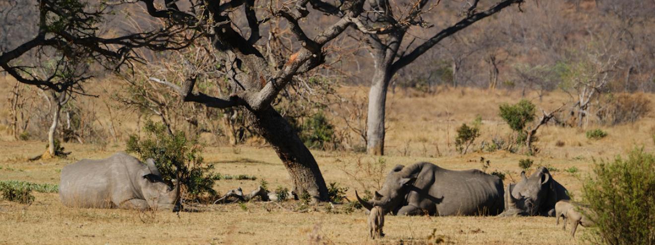 Blog and travel posts in the Waterberg Region of South Africa
