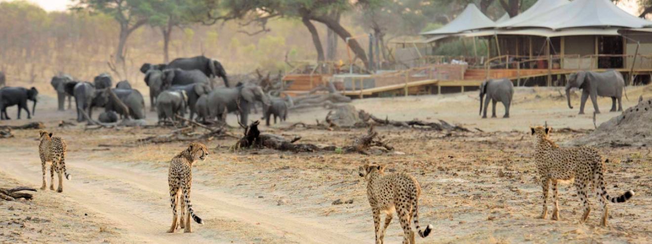 Luxury tented safari camps Zimbabwe Hwange Mana Pools Zambezi Victoria Falls Somalisa Nyamatusi