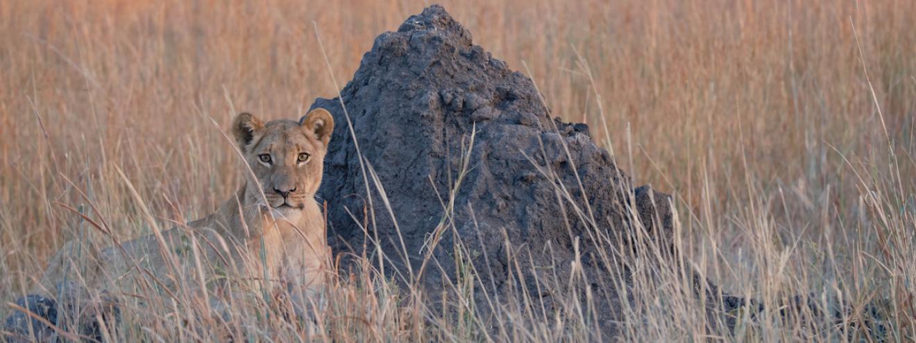 Ultimate guide Zimbabwe safari Hwange Mana Pools Victoria Falls walking canoe safari Big Five