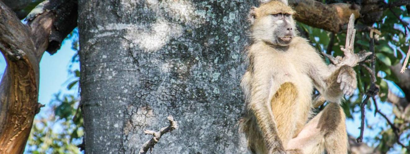 Botswana wildlife pictures general game Okavango Moremi Chobe Kalahari photography
