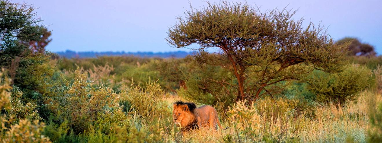 Central Kalahari Game Reserve 52800km² second largest world Kalahari lion Deception Valley Botswana