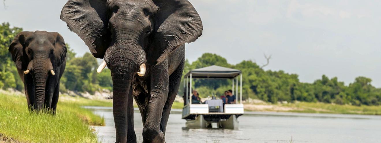 Chobe National Park 11700km² 120000 elephants Savuti Marsh Linyanti Swamps Botswana
