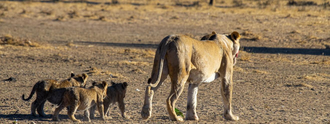 Kgalagadi Transfrontier Park 38000km² Kalahari black-maned lion gemsbok Botswana South Africa