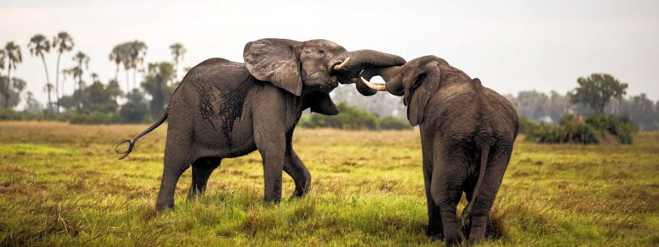 Moremi Game Reserve 5000km² 20% Okavango Delta 500 bird species lion leopard wild dog Botswana