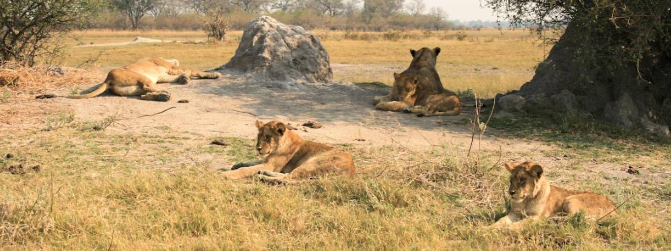 Botswana Adventure Safari 13 days Victoria Falls Hwange Makgadikgadi Khwai Okavango Chobe