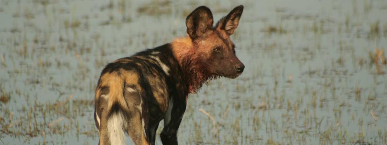 Botswana Baobabs Safari 9 days light aircraft Maun Khwai Moremi Savuti Chobe Victoria Falls