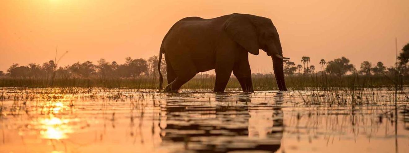 Discover Botswana Wildlife Safari 12 days Moremi Savuti Ghoha Hills Chobe Victoria Falls