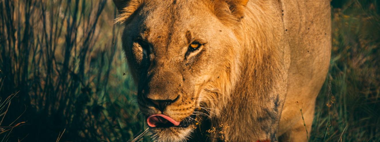 Male lion at sunrise on an African safari in the Masai Mara, Kenya