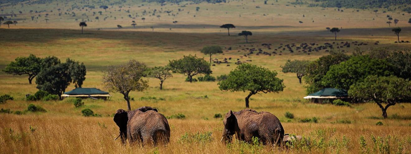 Elewana Sand River Masai Mara, a classic tented safari camp