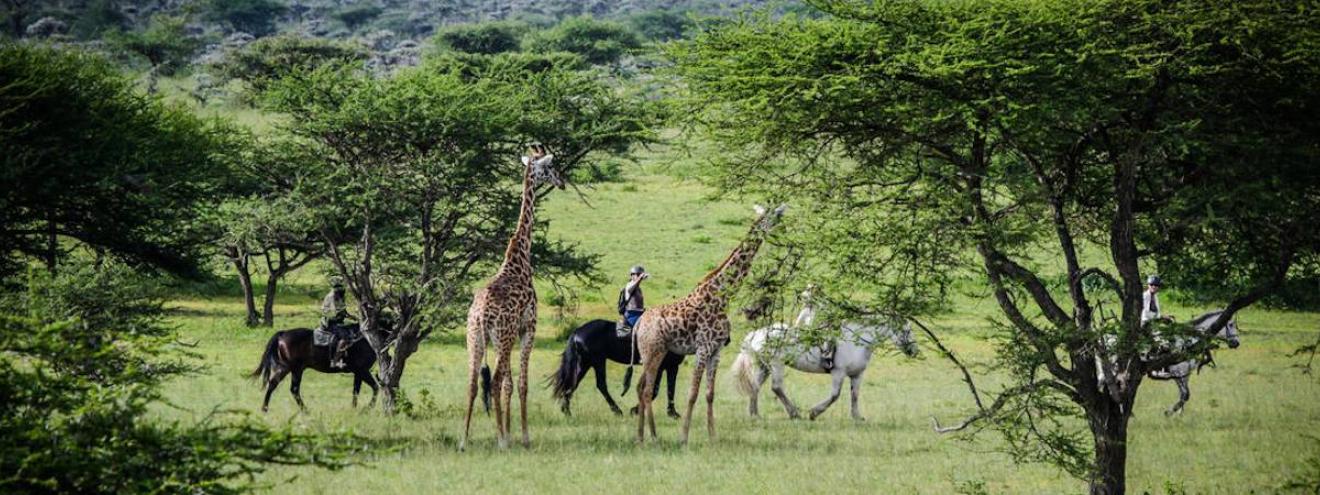 Experience Kenya On Horseback over 8-Days