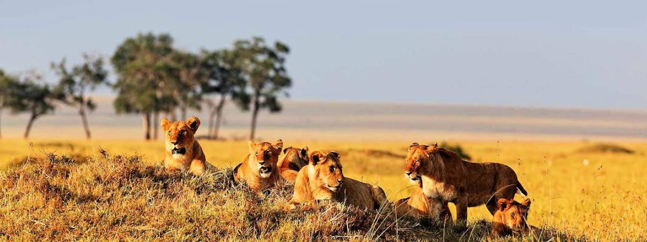 Lake Nakuru and Masai Mara Safari a 4 day / 3 night Kenya Safari