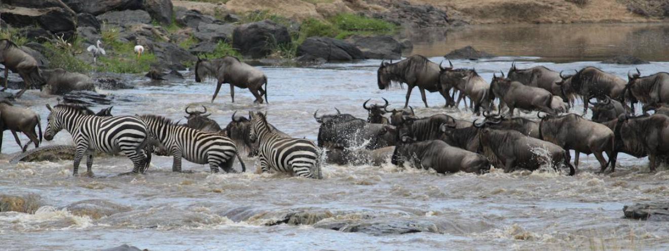 Treasures of Kenya Safari is a 7-Day Classic Safari In Kenya