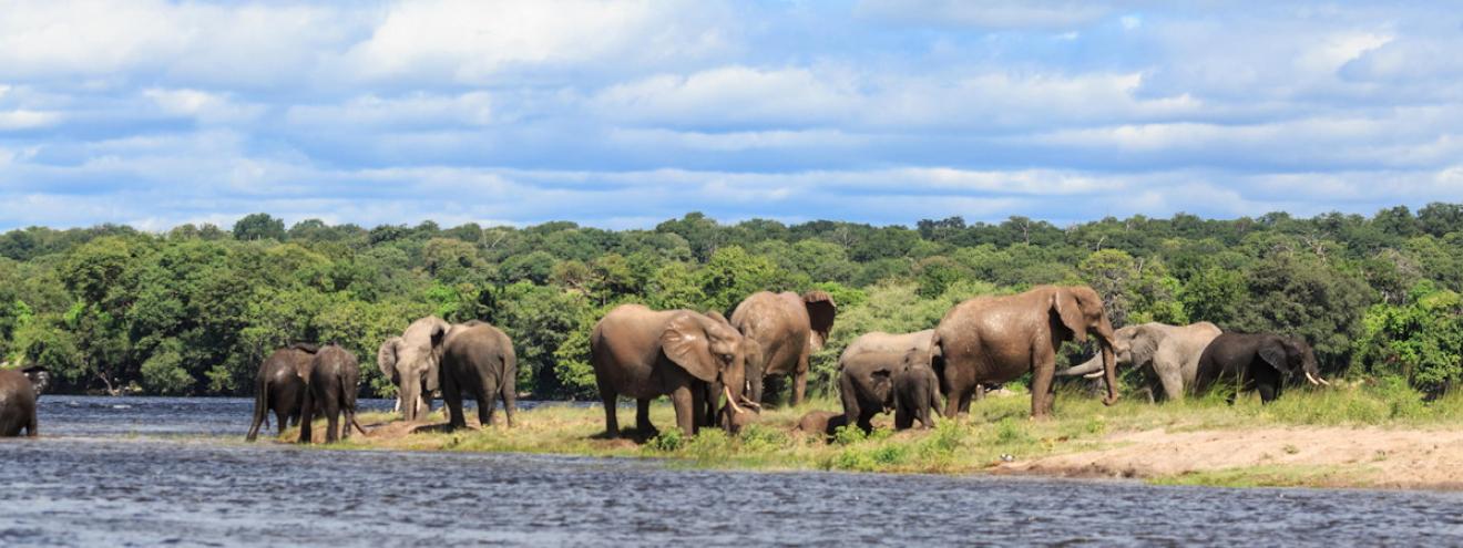 Caprivi Strip Zambezi Region lush waterways elephant hippo wild dog Namibia Botswana border