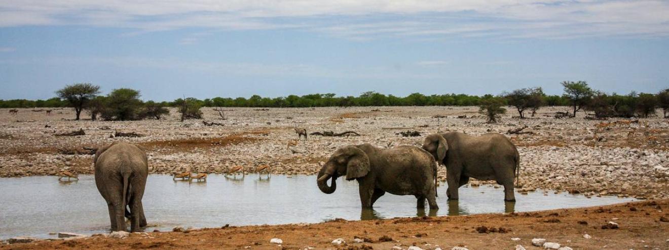 Etosha National Park 22270km² wildlife birdlife photography watering holes Namibia