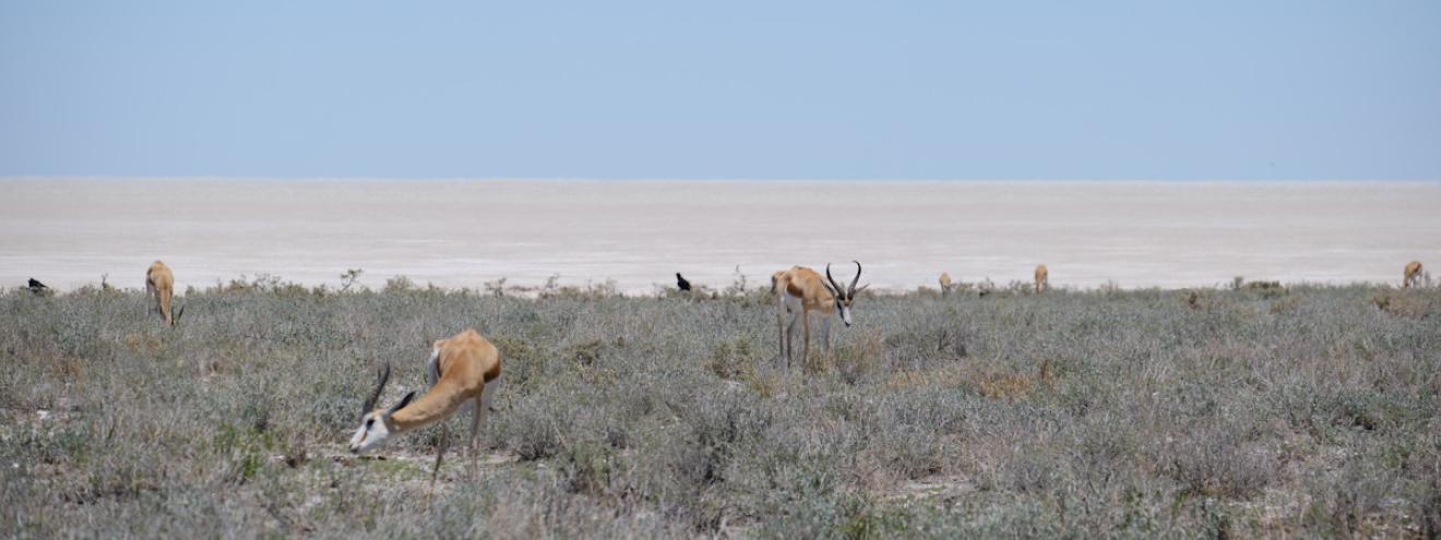 Etosha National Park 22270km² Namibia wildlife Etosha Pan great white place