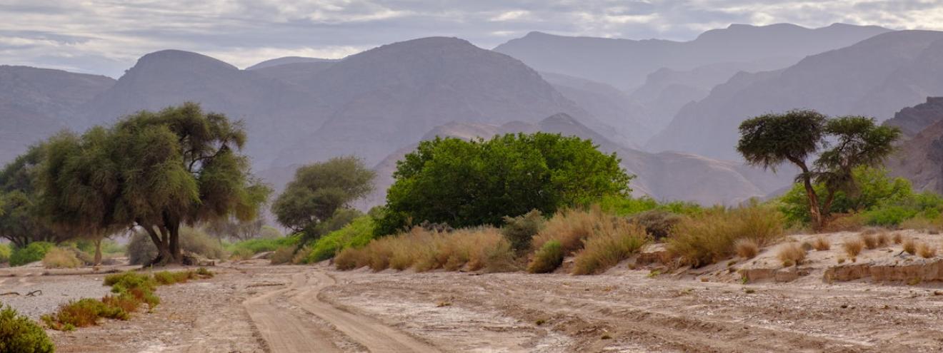 Hoanib River Valley sheer cliffs acacia trees desert lion elephant Kaokoland Namibia
