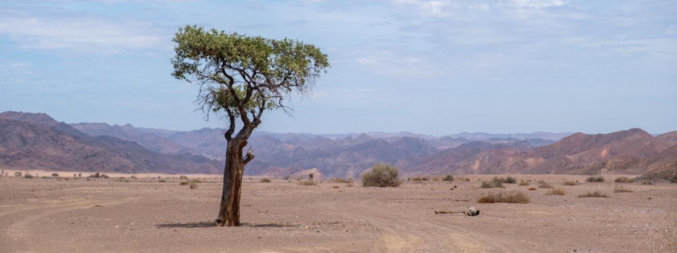 Hoarusib River Valley sheer cliffs narrow canyons desert elephants Kaokoland Namibia