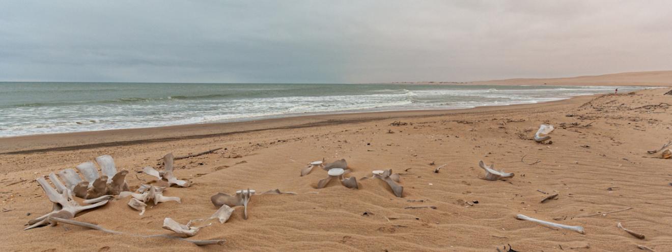 Skeleton Coast National Park shipwrecks seal colonies desert lions Namibia Atlantic coast