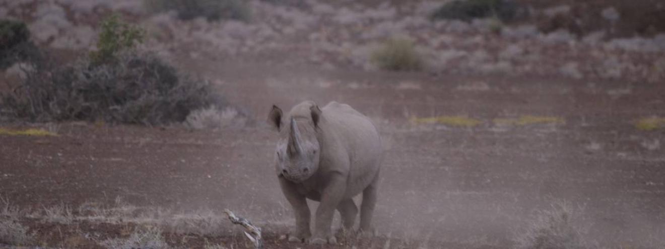 Desert Elephants Rhino Safari 4 days Palmwag Concession Damaraland wild camping Namibia