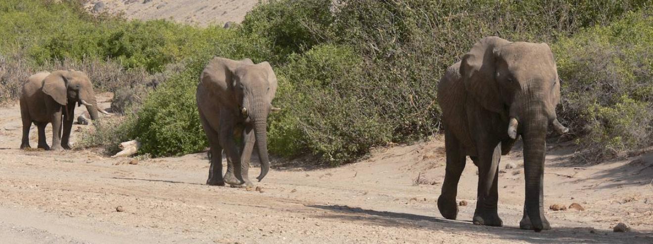 Discover Kaokoland Safari 12 days Namibia camping Skeleton Coast Etosha Ovahimba