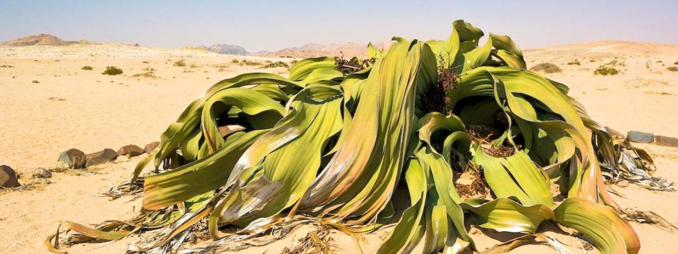 Namibia North self-drive safari 11 days Swakopmund Damaraland Etosha Africat Foundation